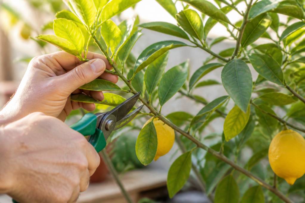 Définition élagage : comprendre les principes pour entretenir un citronnier en France