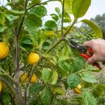 Quand tailler un citronnier qui a gelé : conseils selon les dégâts du gel