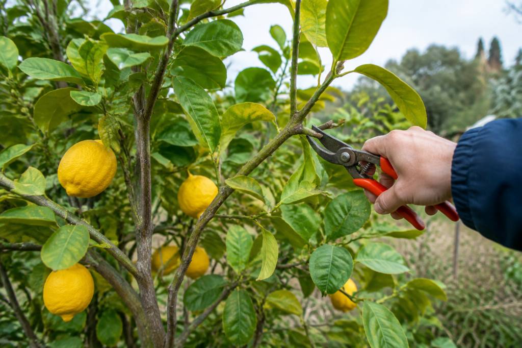 Quand tailler un citronnier qui a gelé : conseils selon les dégâts du gel