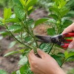Comment tailler un jeune citronnier pour favoriser sa croissance et sa fructification
