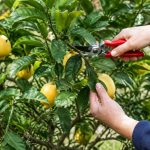 Taille des citronniers 4 saisons : quand et comment tailler un citronnier remontant