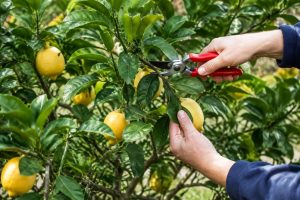 Taille des citronniers 4 saisons : quand et comment tailler un citronnier remontant