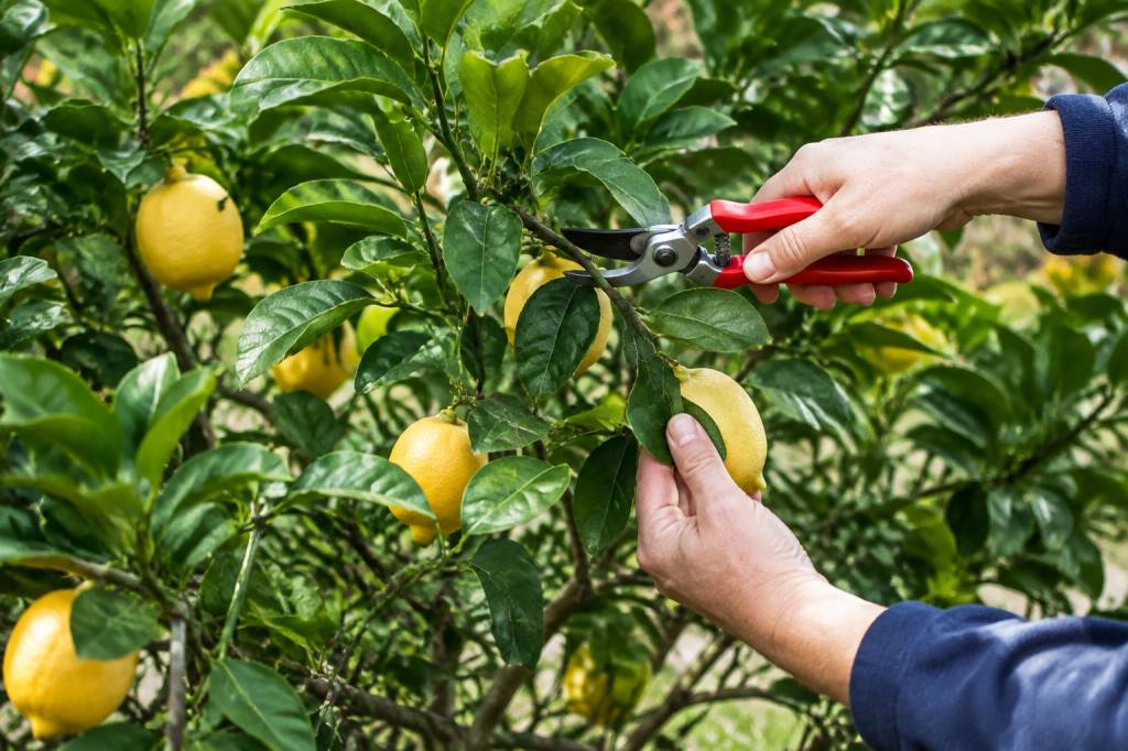 Taille des citronniers 4 saisons : quand et comment tailler un citronnier remontant