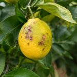 Maladie citronnier taches marron : causes et traitements efficaces