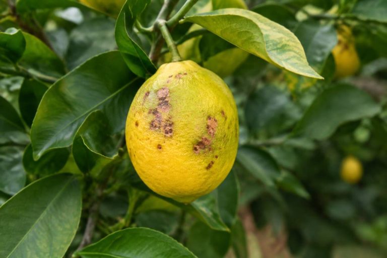 Maladie citronnier taches marron : causes et traitements efficaces