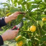 Que veut dire élaguer : définition et conseils pour les citronniers et les agrumes