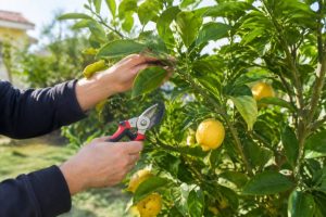 Que veut dire élaguer : définition et conseils pour les citronniers et les agrumes