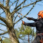 Élagage arbre définition : comprendre les principes et les techniques essentielles