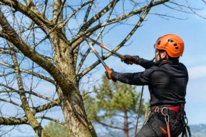 Élagage arbre définition : comprendre les principes et les techniques essentielles