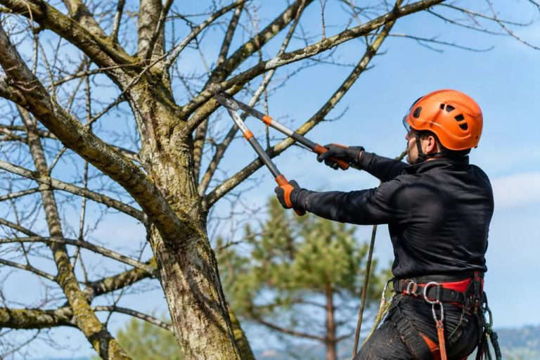 Élagage arbre définition : comprendre les principes et les techniques essentielles