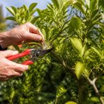 Taille citronnier adulte : quand et comment le tailler efficacement