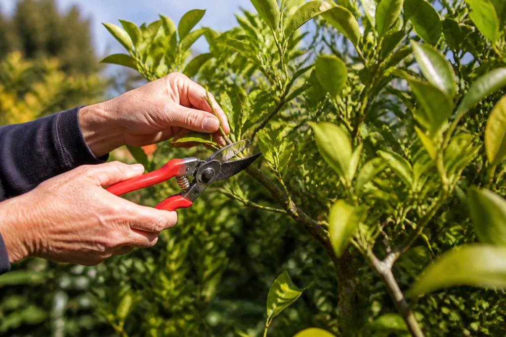 Taille citronnier adulte : quand et comment le tailler efficacement