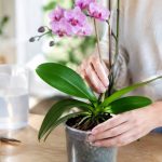 Comment sauver une orchidée : les gestes efficaces pour la faire refleurir
