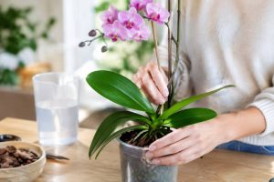Comment sauver une orchidée : les gestes efficaces pour la faire refleurir