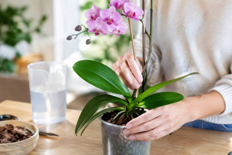 Comment sauver une orchidée : les gestes efficaces pour la faire refleurir