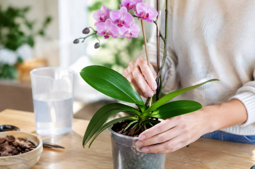 Comment sauver une orchidée : les gestes efficaces pour la faire refleurir