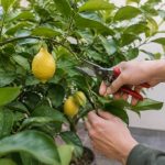 Taille citronnier hiver : conseils et méthodes pour préserver sa floraison