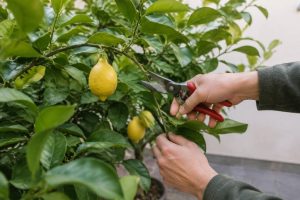 Taille citronnier hiver : conseils et méthodes pour préserver sa floraison