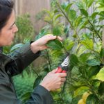 Première taille citronnier : quand et comment la réussir ce printemps