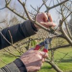 Élagage des pommiers : quand et comment tailler un pommier sain et productif