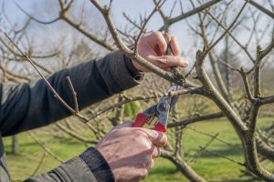 Élagage des pommiers : quand et comment tailler un pommier sain et productif