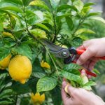 Coupe citronnier : quand et comment tailler un citronnier efficacement