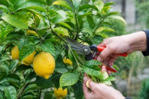 Coupe citronnier : quand et comment tailler un citronnier efficacement