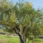 Maladie olivier feuille jaune : causes et solutions pour retrouver un arbre en bonne santé