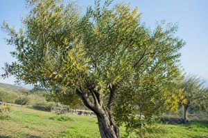 Maladie olivier feuille jaune : causes et solutions pour retrouver un arbre en bonne santé