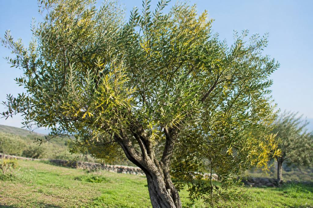 Maladie olivier feuille jaune : causes et solutions pour retrouver un arbre en bonne santé