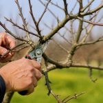 Quand élaguer pommier et comment procéder pour favoriser sa fructification