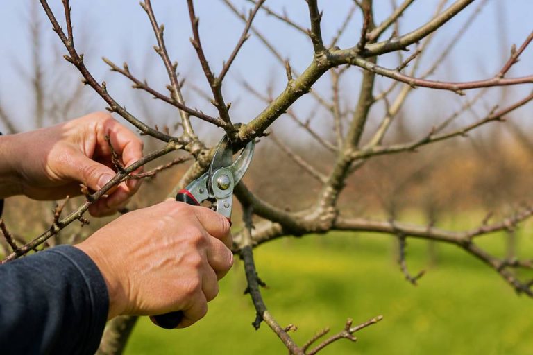 Quand élaguer pommier et comment procéder pour favoriser sa fructification