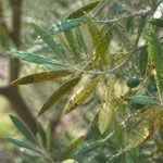 Maladie olivier feuille : causes, symptômes et traitements naturels