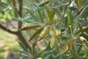 Maladie olivier feuille : causes, symptômes et traitements naturels
