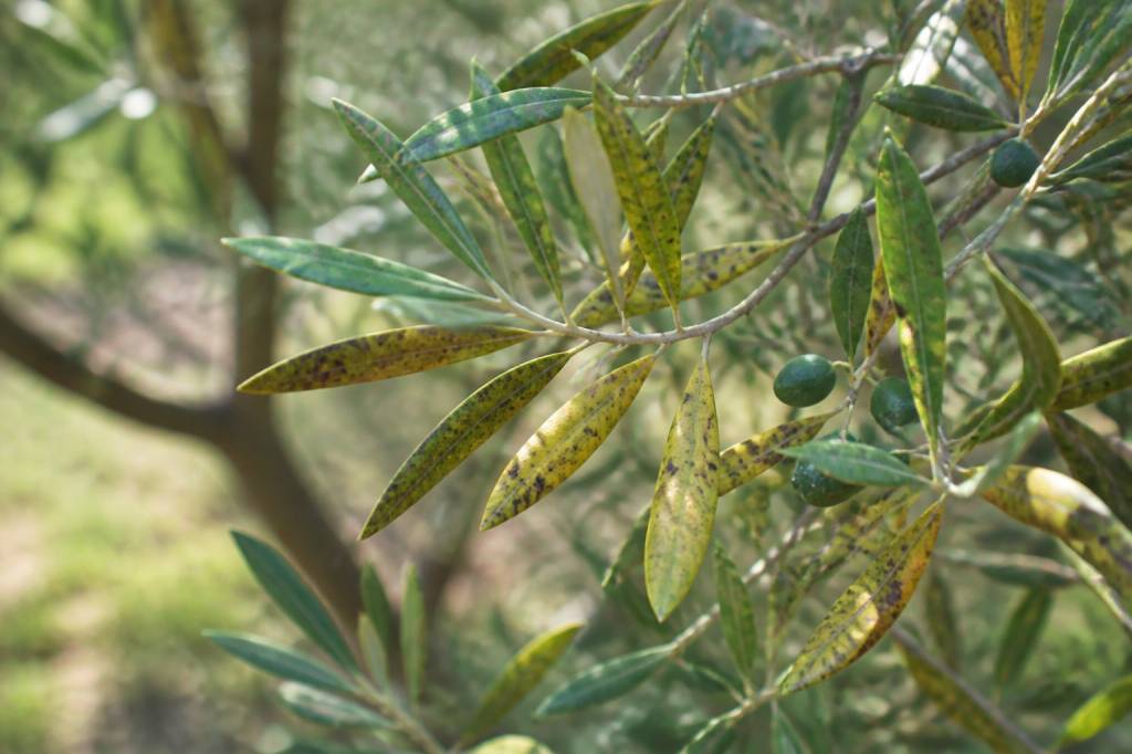 Maladie olivier feuille : causes, symptômes et traitements naturels