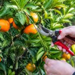 Quand tailler un mandarinier : période et conseils pratiques