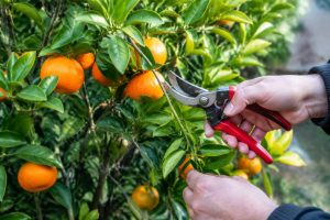 Quand tailler un mandarinier : période et conseils pratiques