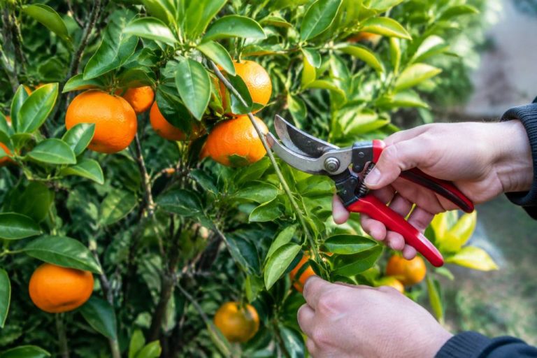 Quand tailler un mandarinier : période et conseils pratiques