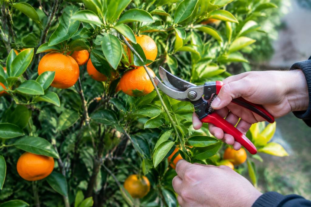 Quand tailler un mandarinier : période et conseils pratiques