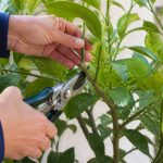 Quand couper un citronnier : période et conseils selon les variétés