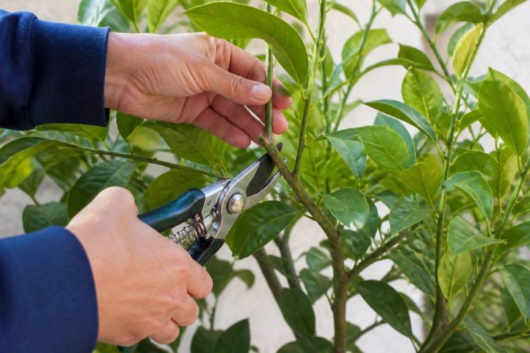Quand couper un citronnier : période et conseils selon les variétés