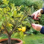 Tailler un citronnier mort : les bons gestes pour le sauver ou le remplacer