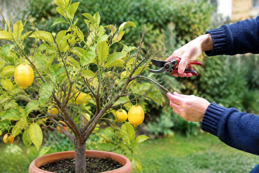 Tailler un citronnier mort : les bons gestes pour le sauver ou le remplacer