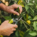 Taille des agrumes periode : quand tailler les citronniers et autres agrumes en France