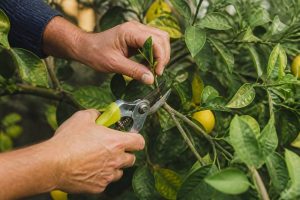 Taille des agrumes periode : quand tailler les citronniers et autres agrumes en France