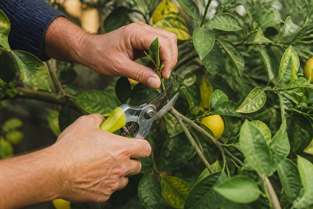 Taille des agrumes periode : quand tailler les citronniers et autres agrumes en France