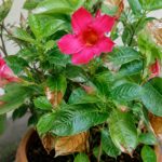Dipladenia feuille marron : causes et solutions pour retrouver une plante en bonne santé
