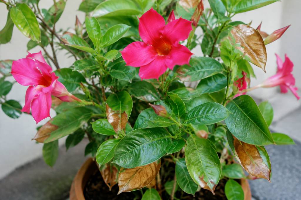 Dipladenia feuille marron : causes et solutions pour retrouver une plante en bonne santé