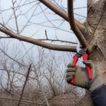 Période élagage cerisier : quand tailler son arbre fruitier en France