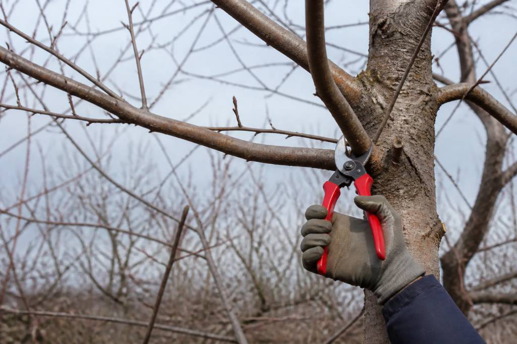 Période élagage cerisier : quand tailler son arbre fruitier en France